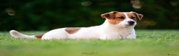 Jack Russell cani in vendita: Jack russell terrier  - Annuncio 1