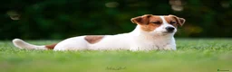 Jack Russell cani in vendita: Jack russell terrier  - Annuncio 1
