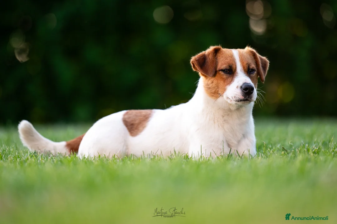 Jack Russell cani in vendita: Jack russell terrier  - Annuncio 1
