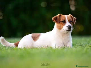 Jack Russell cani Jack russell terrier - Annuncio 4