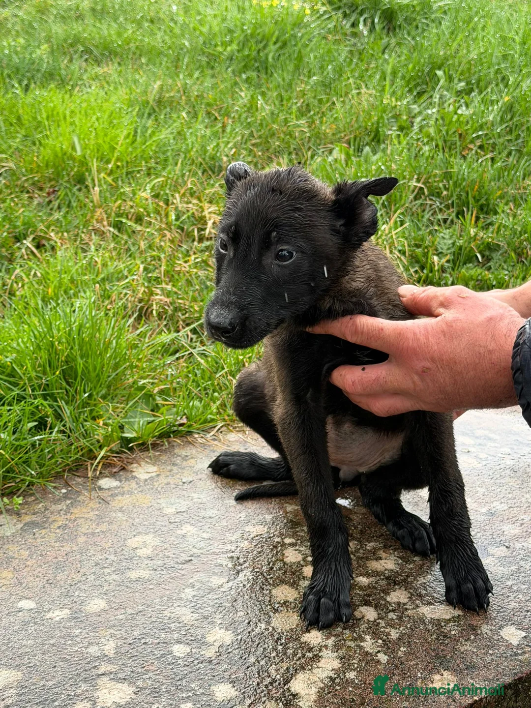 Pastore Belga cani in vendita: 15 Cuccioli Pastore Belga Malinois a Città metropolitana di Roma Capitale - Annuncio 1