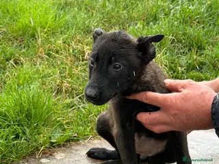 Pastore Belga cani 15 Cuccioli Pastore Belga Malinois - Annuncio 1