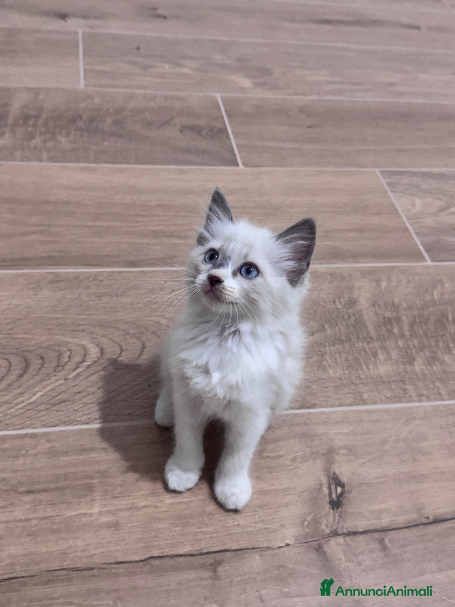 Ragdoll gatti Cuccioli Ragdoll - Annuncio 2