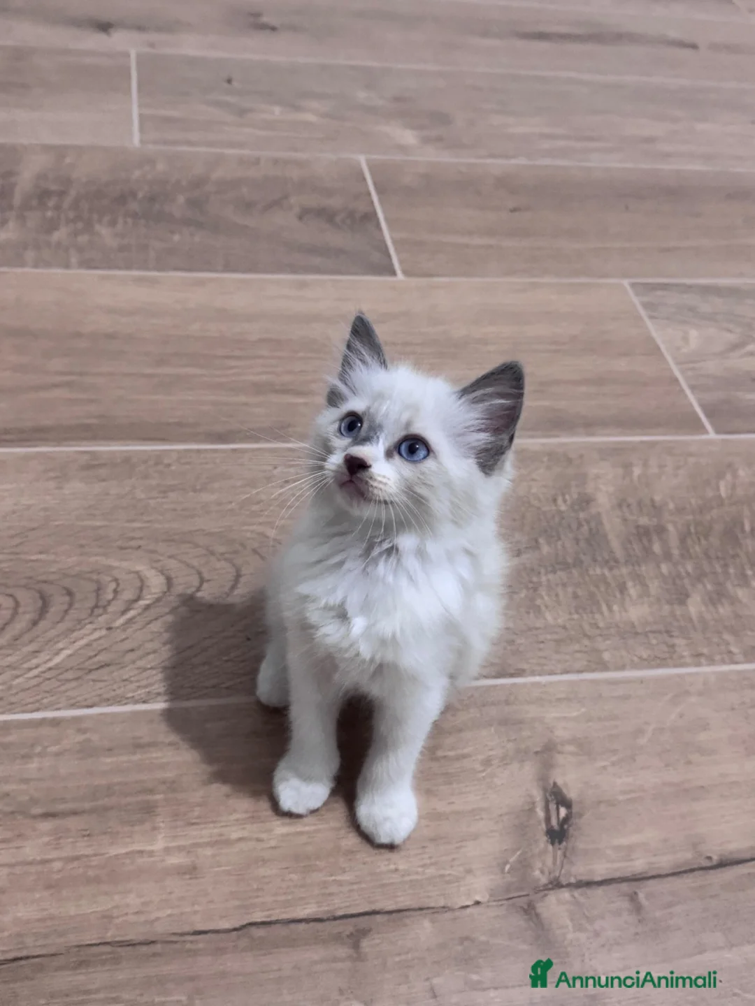 Ragdoll gatti in vendita: Cuccioli Ragdoll - Annuncio 1