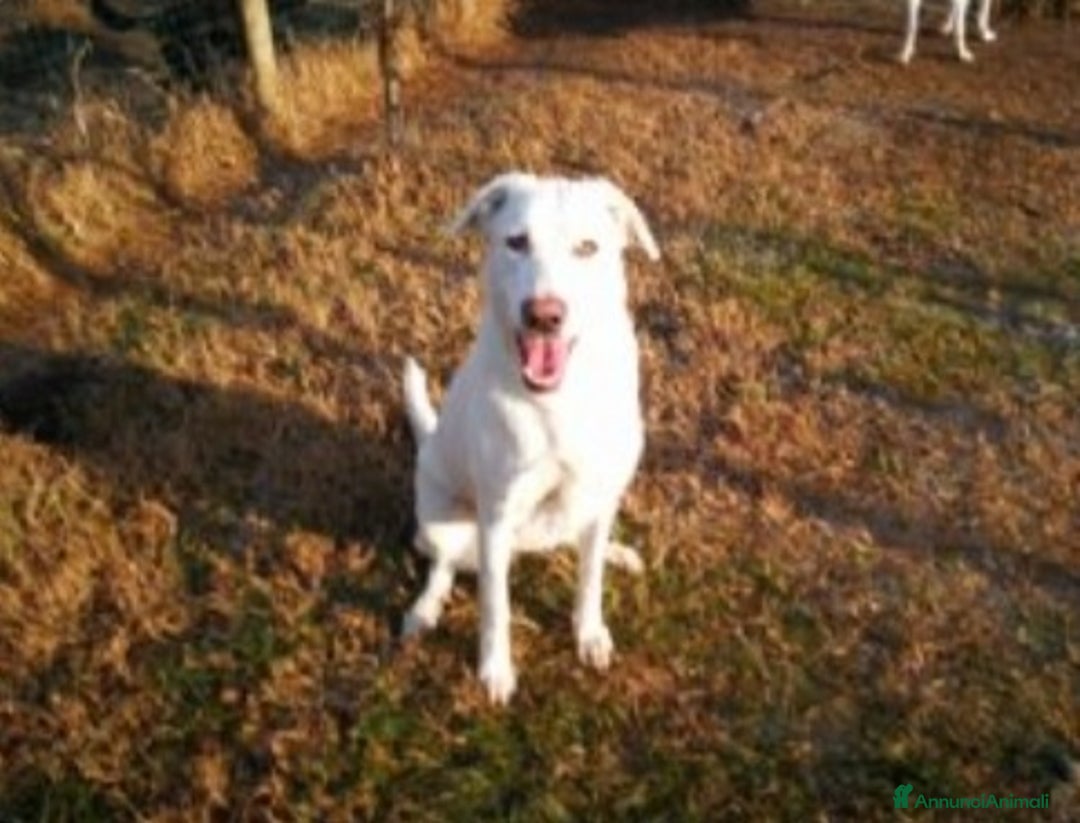 Altre razze cani in regalo: 2sorelle adulte mix Maremmane aspettano da anni BO a Città metropolitana di Milano - Annuncio 1