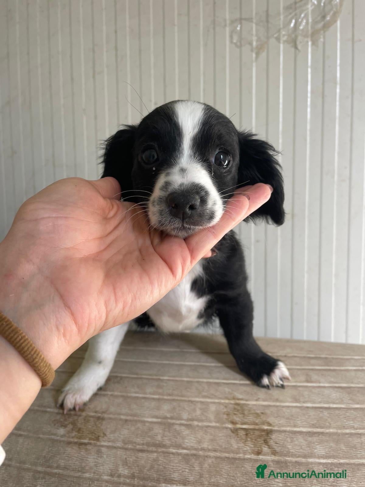 Meticcio cani ZOE e MAYA - Annuncio 42