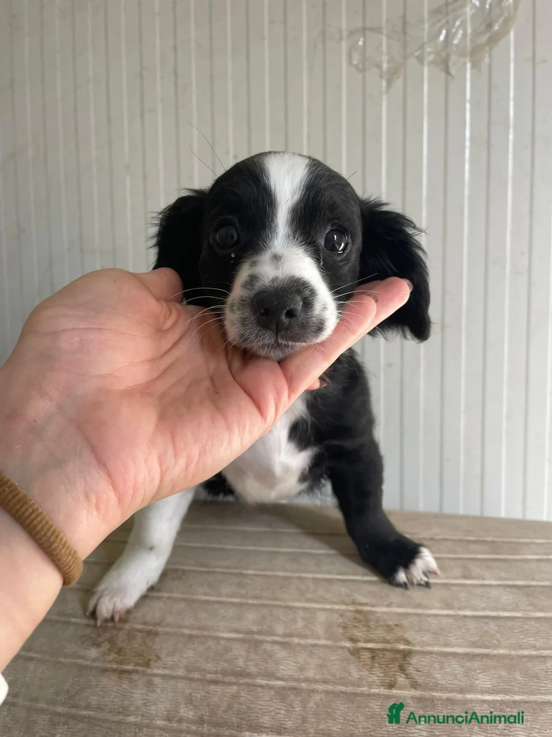 Meticcio cani in regalo: ZOE e MAYA - Annuncio 1