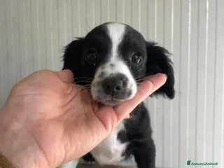 Meticcio cani ZOE e MAYA - Annuncio 42