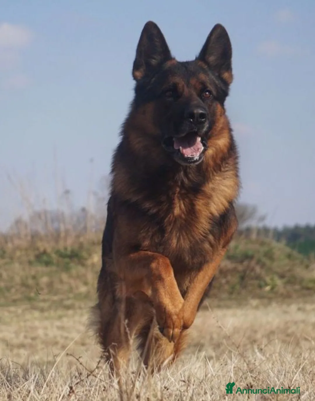 Pastore Tedesco cani in vendita: Cuccioli di pastore tedesco grigio focato - Annuncio 6