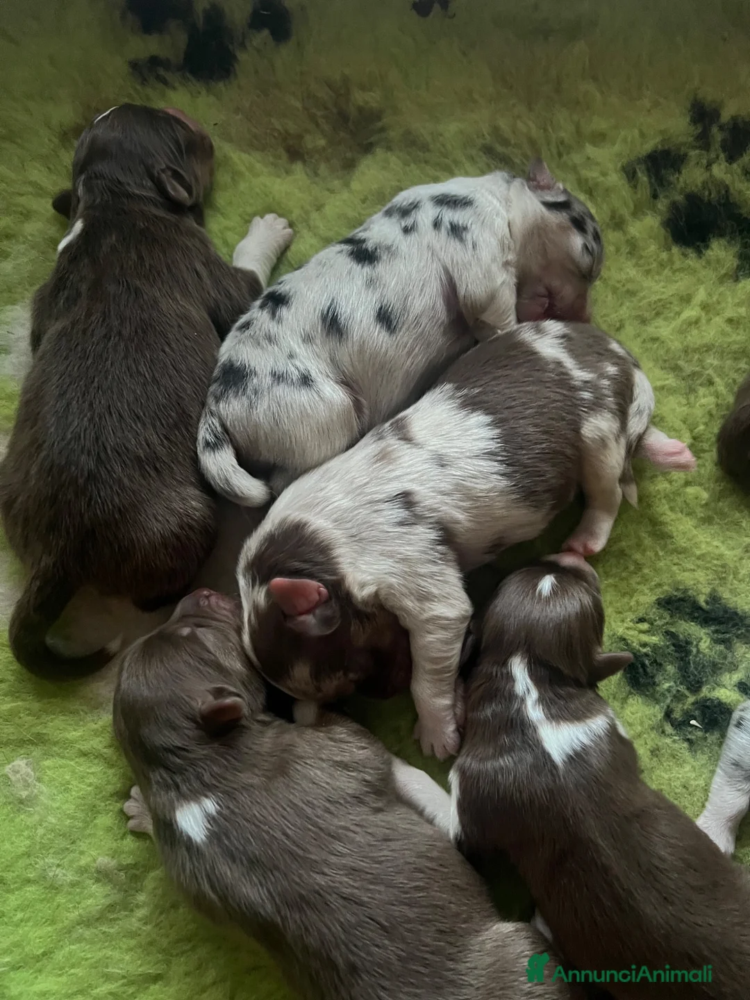 Australian Shepherd cani in vendita: Australian shepherd pastore australiano  - Annuncio 2