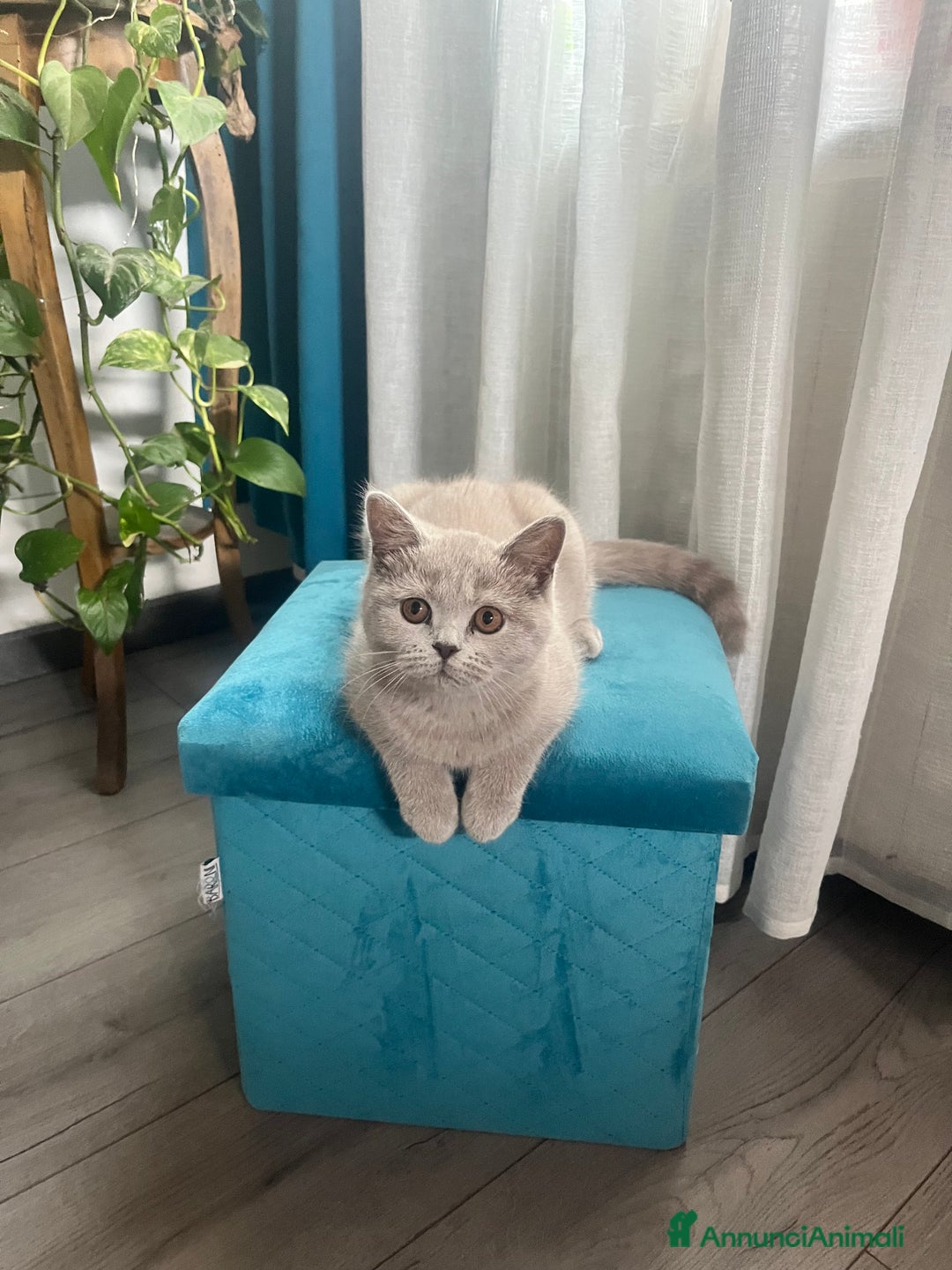 Scottish gatti in vendita: Gattina schottish  a Provincia di Verona - Immagine 6