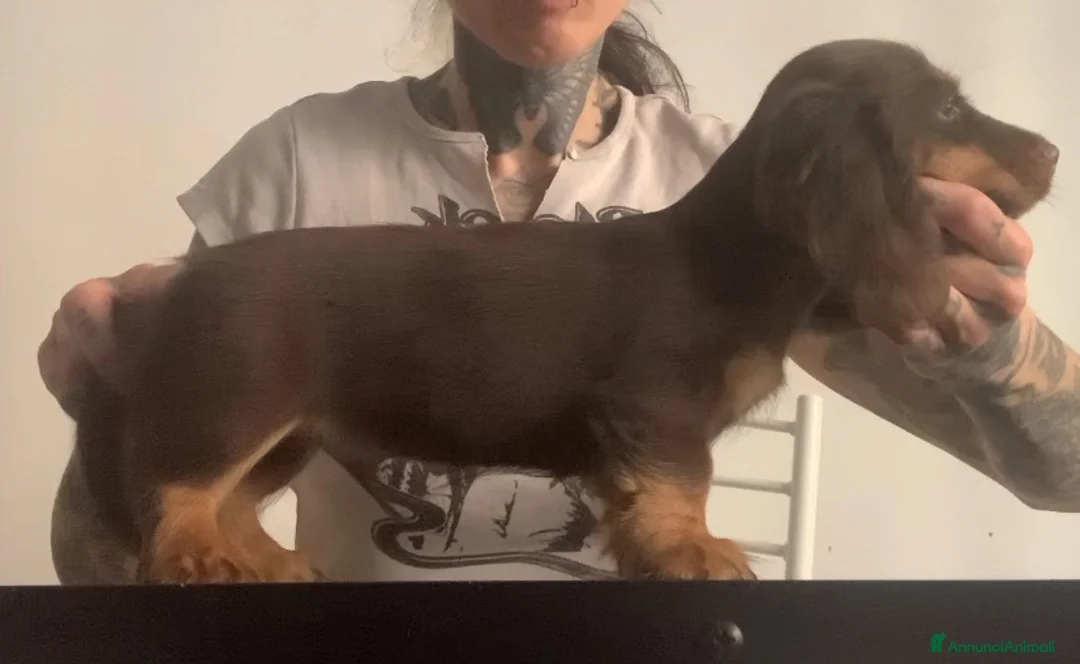Bassotto cani in vendita: Bassotto pelo lungo - Annuncio 2