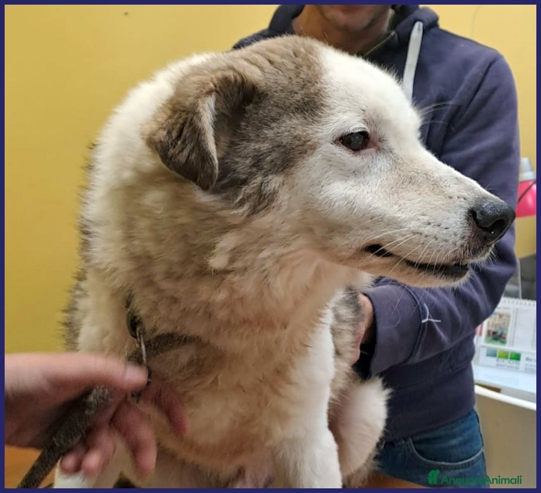 Meticcio cani in regalo: GENGIS CAN, TENERO NONNINO DI 12 ANNI TUTTI IN GAB a Città metropolitana di Milano - Annuncio 9