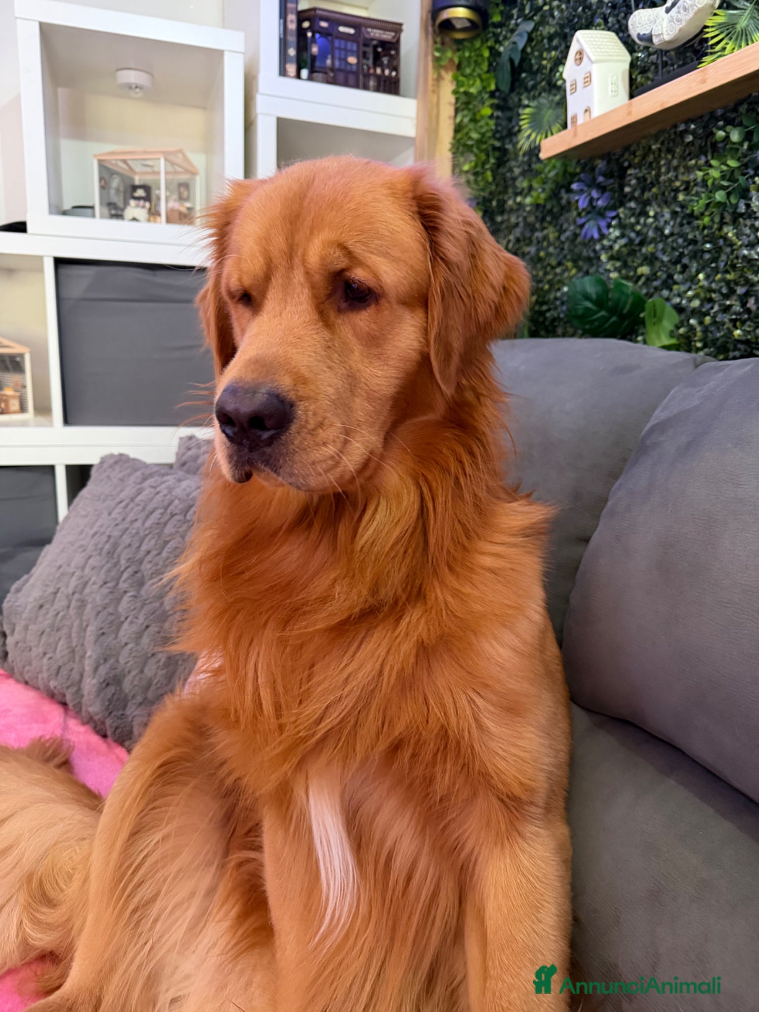Golden Retriever cani Golden retriever (pedigree ) - Annuncio 1