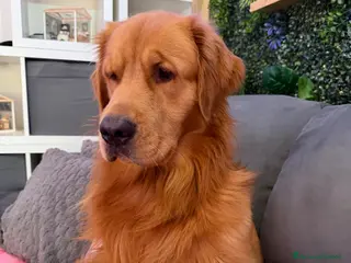 Golden Retriever cani Golden retriever (pedigree ) - Annuncio 1