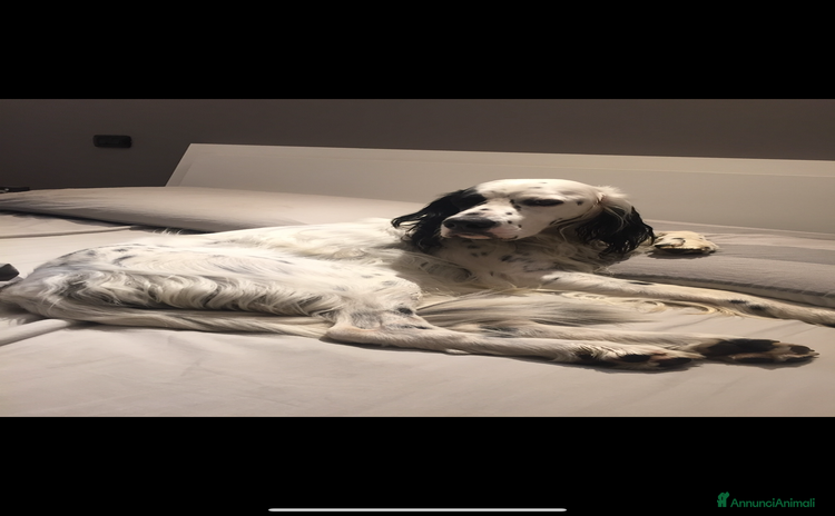 Setter Inglese cani Setter inglese in regalo  - Annuncio 3