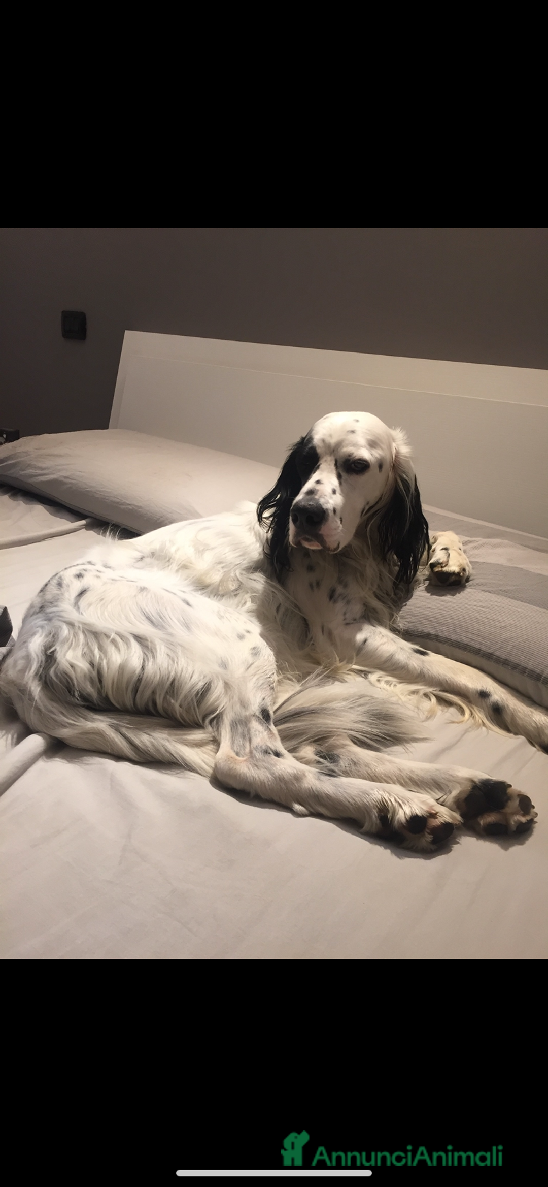 Setter Inglese cani in regalo: Setter inglese in regalo  - Annuncio 1