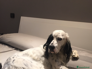 Setter Inglese cani Setter inglese in regalo - Annuncio 10