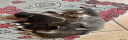 Meticcio gatti in regalo: Cucciolata gatto europeo meticcio - Annuncio 2