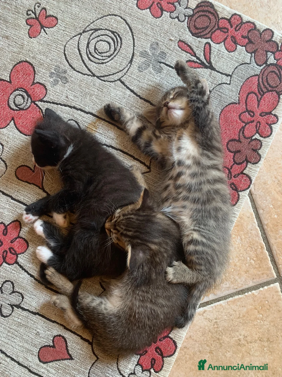 Meticcio gatti in regalo: Cucciolata gatto europeo meticcio - Annuncio 2