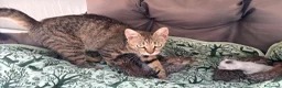 Meticcio gatti in vendita: Gattini Millefiori mix Bengal  - Annuncio 16