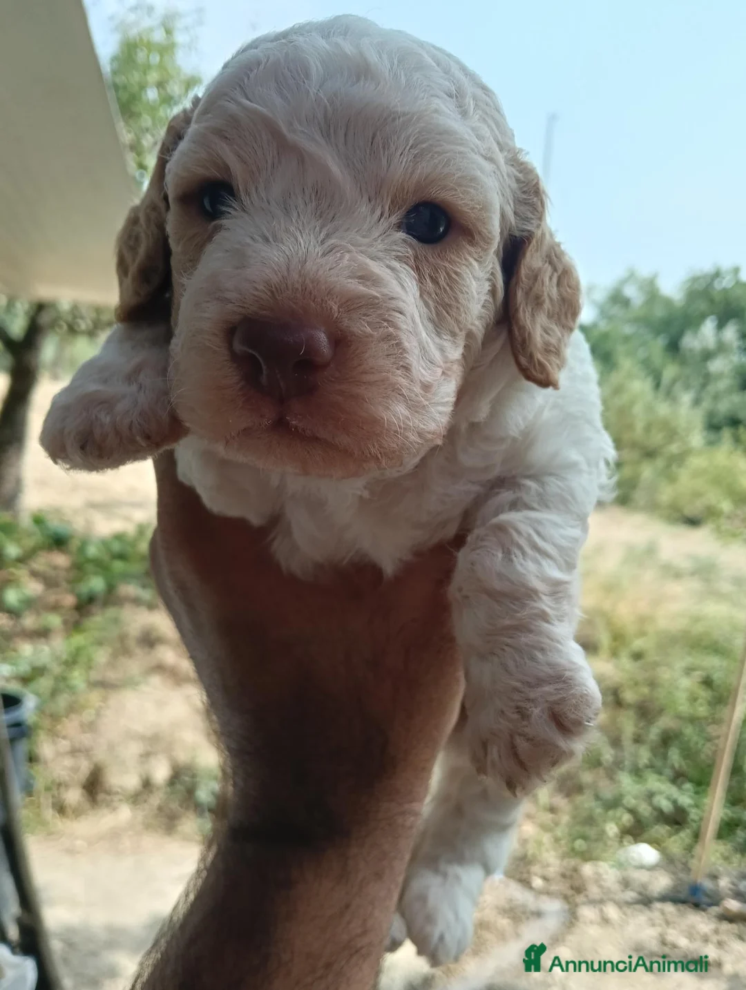 Lagotto cani in vendita:  CUCCIOLI DI LAGOTTO ROMAGNOLO CON PEDIGREE a Provincia di Isernia - Annuncio 2
