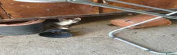 Meticcio gatti in regalo: GATTINI E GATTI MERAVIGLIOSI  a Provincia di Piacenza - Annuncio 18