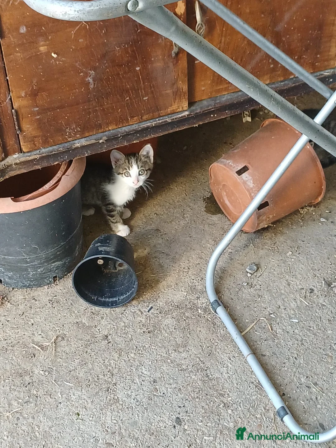 Meticcio gatti in regalo: GATTINI E GATTI MERAVIGLIOSI  a Provincia di Piacenza - Annuncio 18