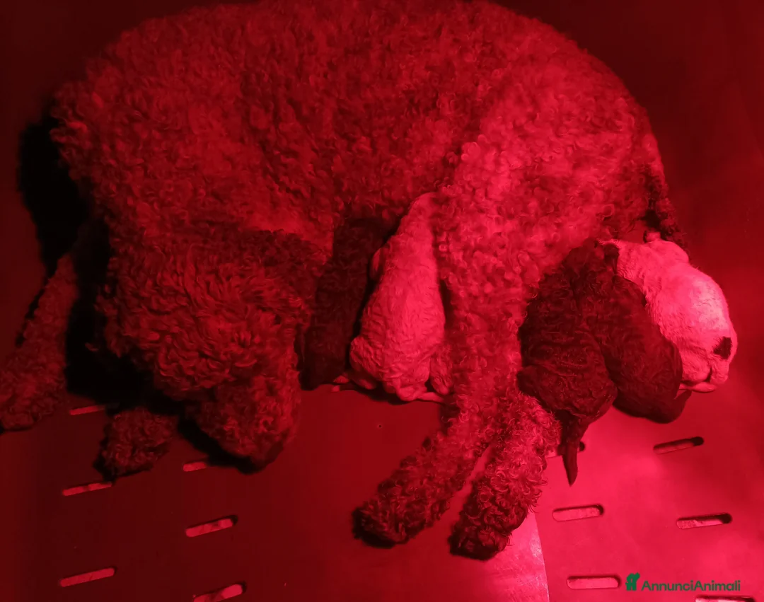 Lagotto cani in vendita: Cuccioli di Lagotto Romagnolo con Pedigree  - Annuncio 9