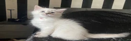 Siberiano gatti in vendita: Disponili cuccioli siberiani! Occhi azzurri! - Annuncio 12