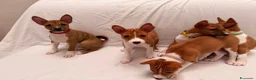 Basenji cani in vendita: Basenji disponibili con pedigree ENCI - Annuncio 9