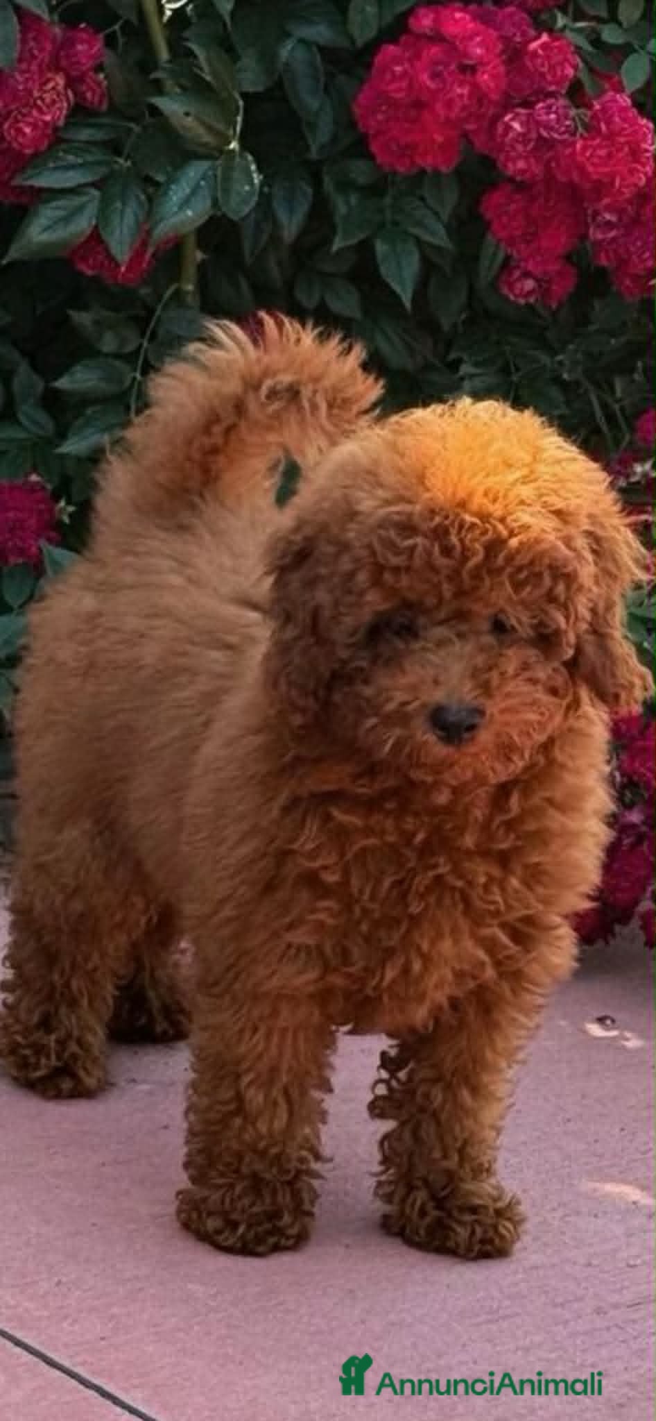 Barboncino Toy cani in vendita: Cuccioli barboncino toy e mini toy  a Provincia di Brescia - Annuncio 5
