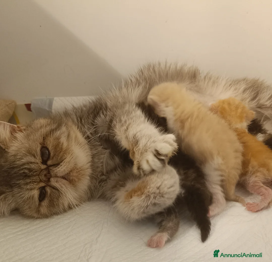 Exotic Shorthair gatti in vendita: Cuccioli di razza Exotic Shorthair  - Annuncio 5