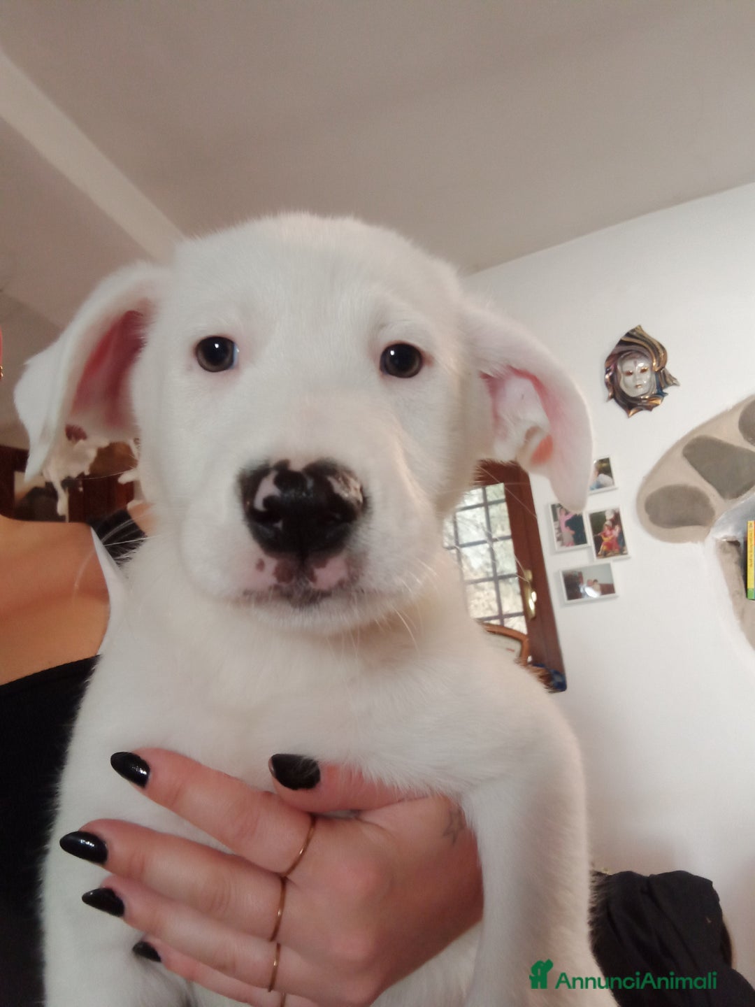 Altre razze cani in regalo: REGALO BELLISSIMI CUCCIOLE  - Annuncio 3