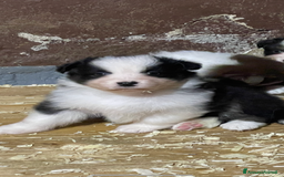 Australian Shepherd cani in vendita: Pastore australiano  a Città Metropolitana di Torino - Immagine 2