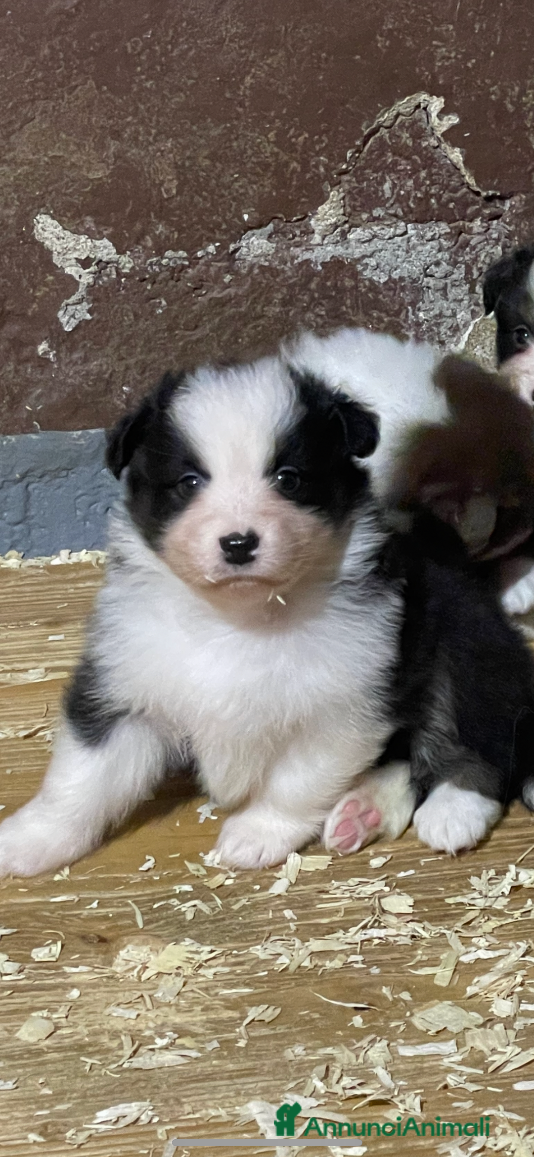 Australian Shepherd cani in vendita: Pastore australiano  a Città Metropolitana di Torino - Immagine 2