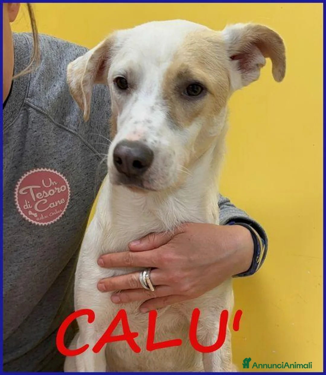 Meticcio cani in regalo: CALU' timidina tg media a Città Metropolitana di Torino - Annuncio 1