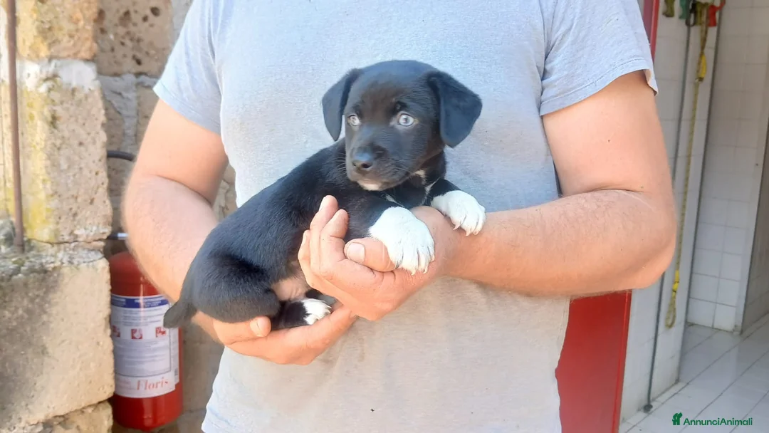 Meticcio cani in regalo: IL PICCOLO ACHILLE NON VUOLE CRESCERE IN CANILE - Annuncio 2