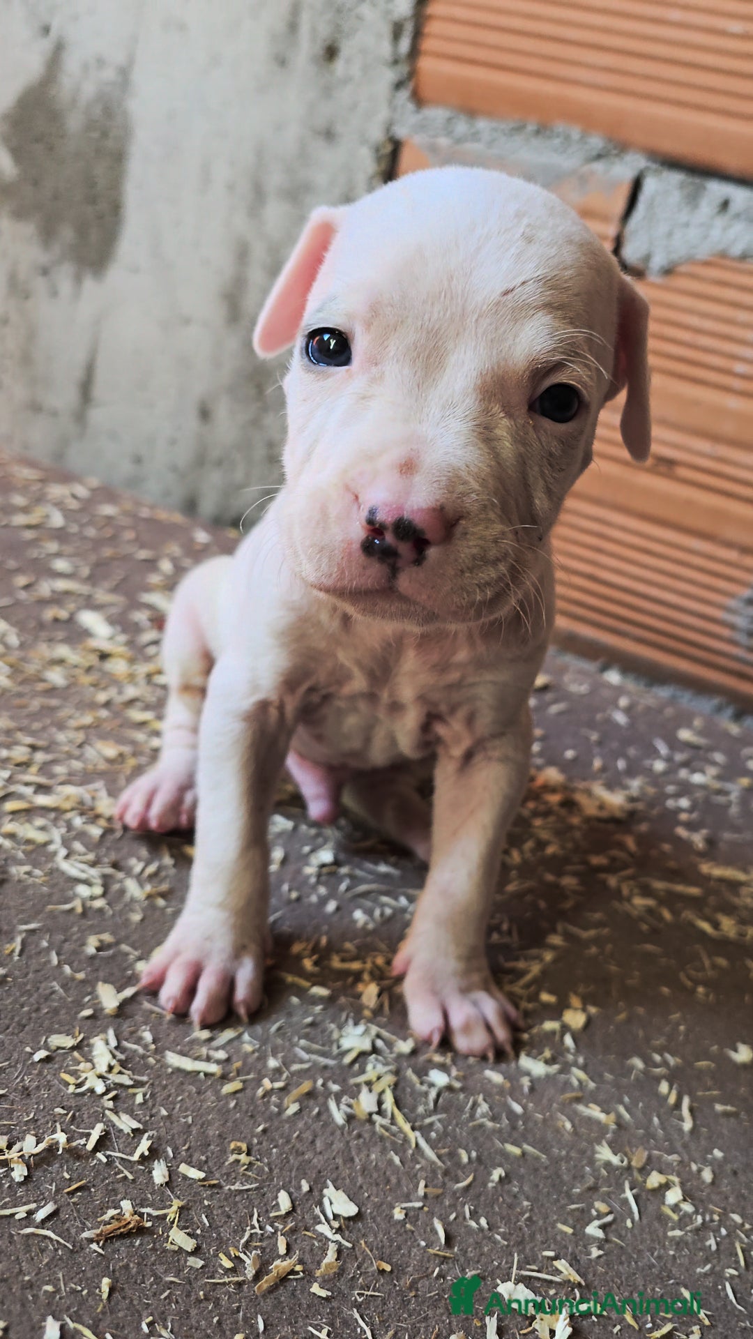 American Staffordshire cani in vendita: Cuccioli Amstaff  - Annuncio 17