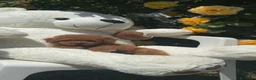 Barboncino Toy cani in vendita: Barboncini toy  a Provincia di Savona - Annuncio 5