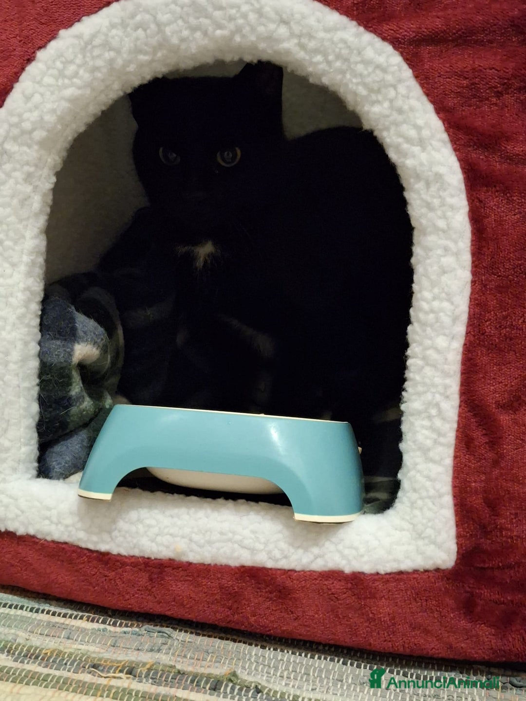 Meticcio gatti in regalo: Salem, 6 mesi, bellissimo micetto  - Annuncio 4