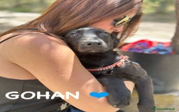 Meticcio cani in regalo: 8 cuccioli da salvare, 4 mesi: Gohan, Goku, ... a Provincia di Bergamo - Immagine 5