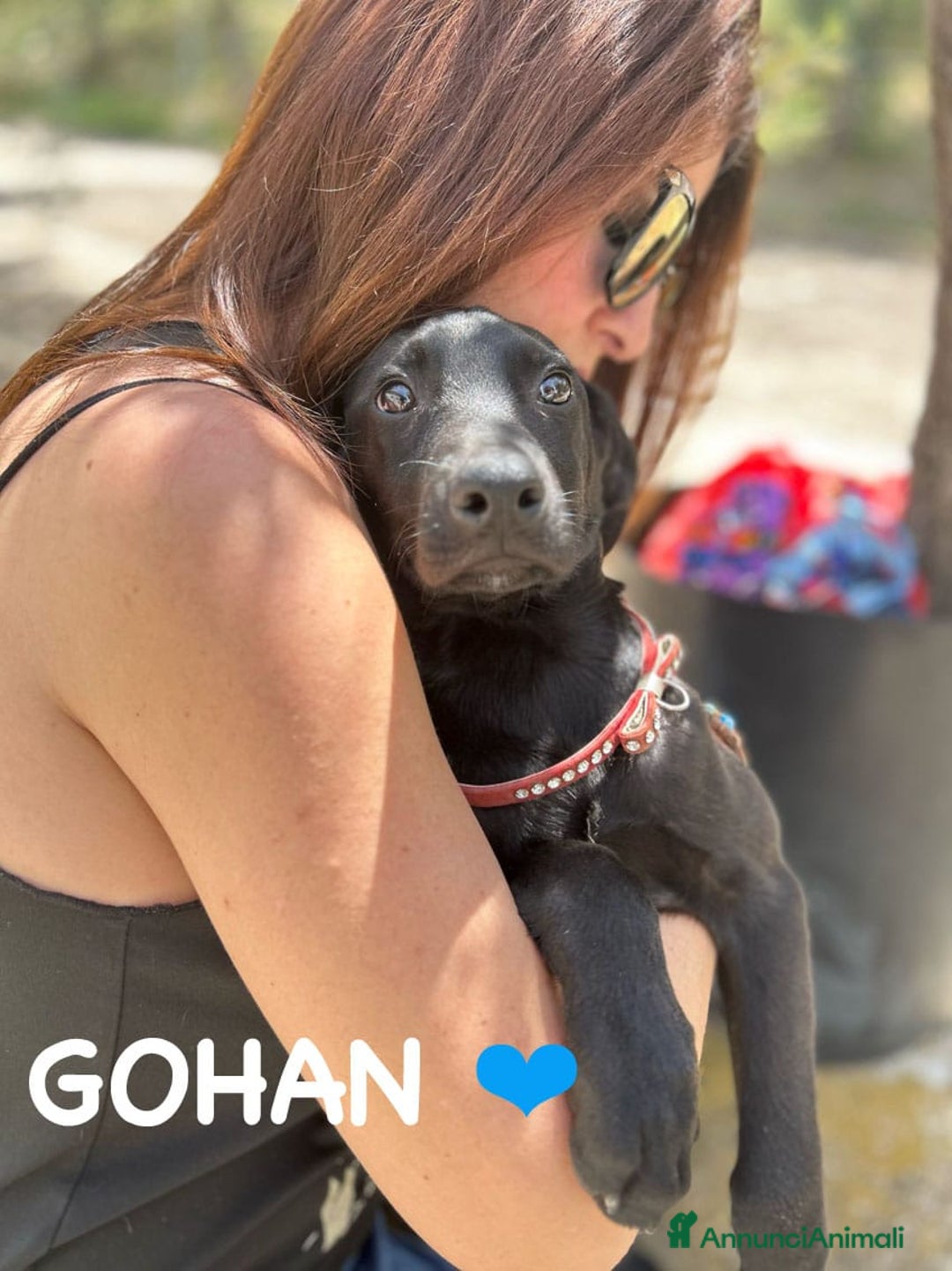 Meticcio cani in regalo: 8 cuccioli da salvare, 4 mesi: Gohan, Goku, ... a Provincia di Bergamo - Immagine 5
