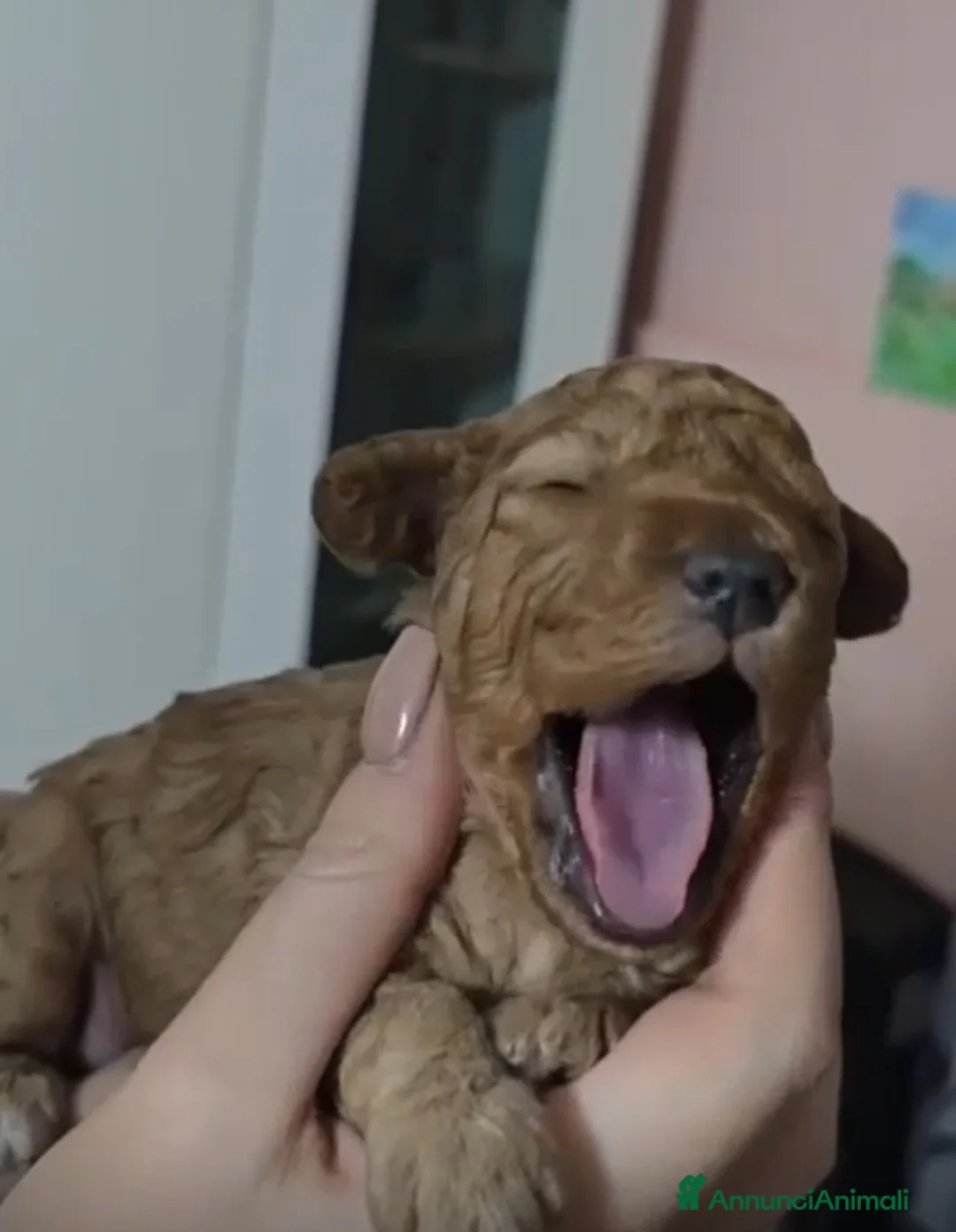 Barboncino cani in vendita: Barboncini red  a Città Metropolitana di Napoli - Annuncio 4