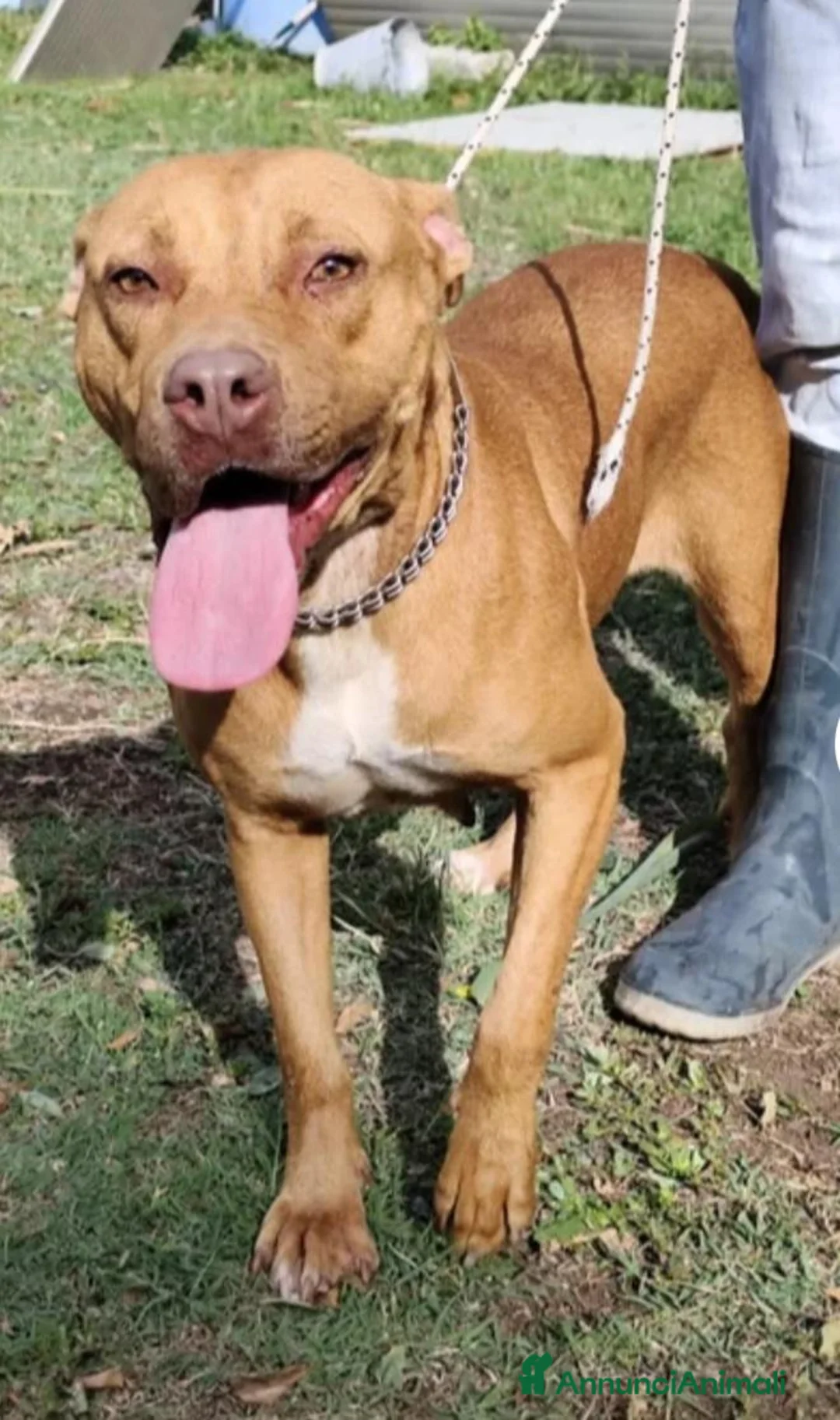 Pitbull cani in regalo: Pitbull Red N.femmina 2anniSUPER URGENTE!LUINO VA - Annuncio 2