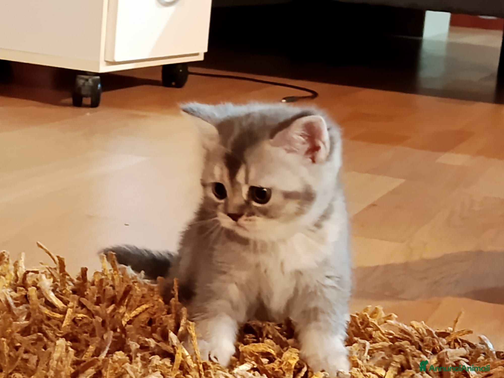 Scottish gatti Gattini scottish - Annuncio 16