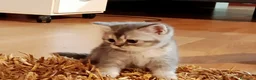 Scottish gatti in vendita: Gattini scottish - Annuncio 1