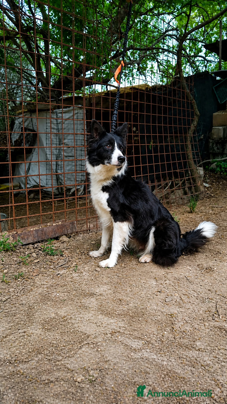 Border Collie cani Border Collie  - Annuncio 36