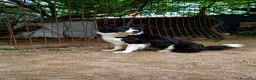 Border Collie cani in vendita: Border Collie  - Annuncio 1