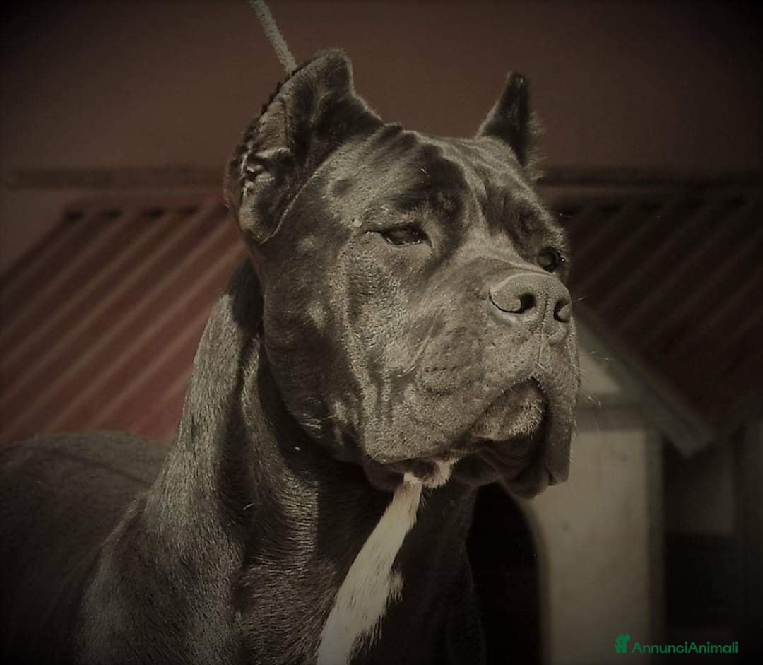 Immagine della galleria {{count}}